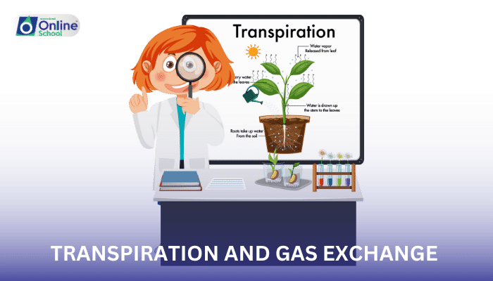 Lesson 04: Transpiration and Gas Exchange in Plants